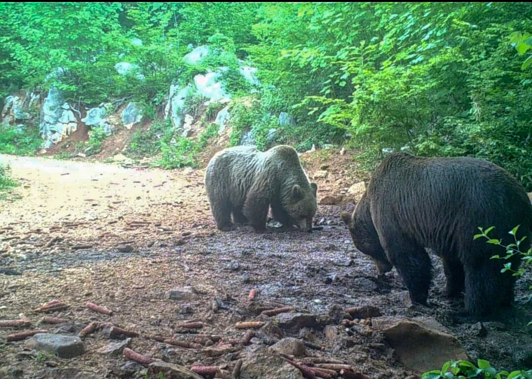 Polowanie na Niedźwiedzie Chorwacja